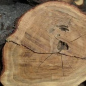 香氛胺基酸雙用液態皂-老山檀香1000ml