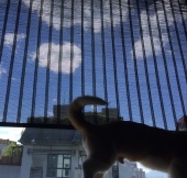 胺基酸純淨液態皂- 寵物專用.乳香500ml